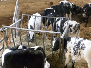 Calves at Forda Farm B&B